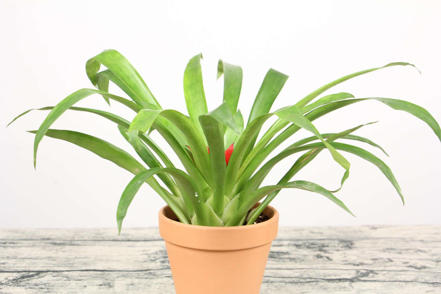 鸿运当头 鸿运当头