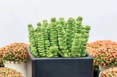 ​钱串子的养殖方法