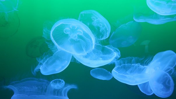 jellyfishes-832703__340.jpg