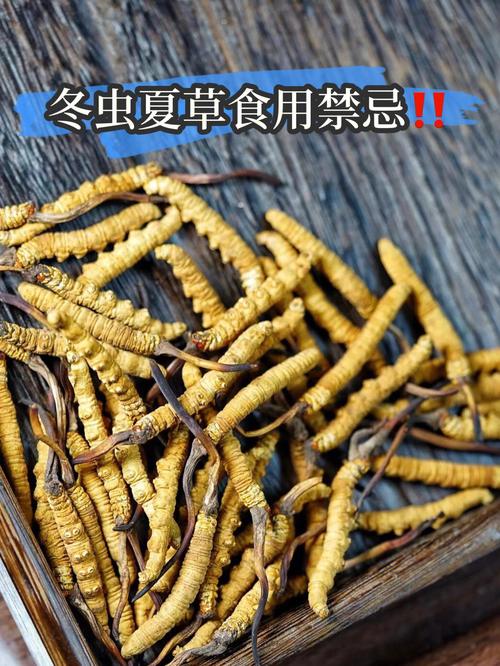 虫草有哪三类人不能吃(不能吃虫草的人群)