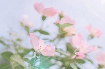 ​杏树怎么种杏树怎么栽培