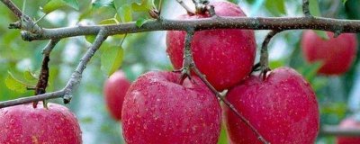 ​柿子能和苹果一起吃吗会中毒吗 柿子能与苹果一起吃吗