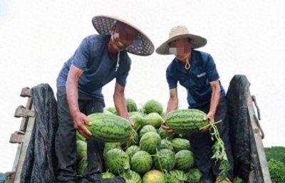 ​回顾湖南瓜农摆摊被没收三轮，与城管发生冲突后，被4人活活打死