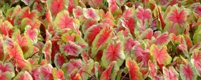 ​彩叶芋怎么养