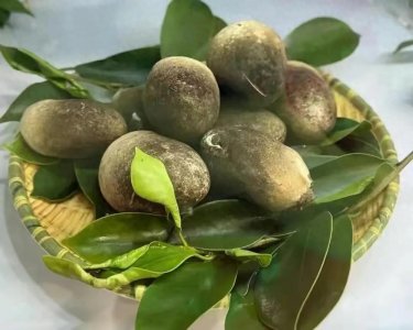 ​武陵山珍｜科普 草菇