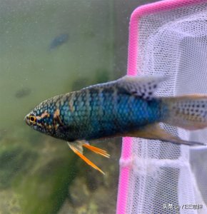 ​新手入坑斗鱼，这样养，避免死鱼