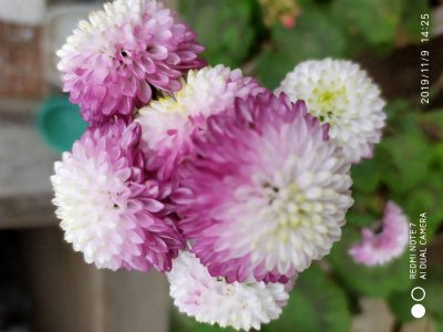 ​还来就菊花——小雏菊