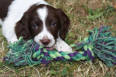 ​狗狗乱拉，家里都是“尿骚味”？教你六招实用方法