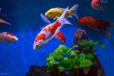 ​金鱼吃什么才能长得快