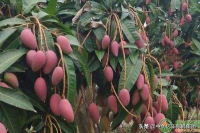 ​芒果怎么种？这几个步骤非常重要
