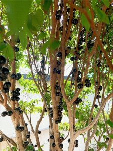 ​“土豪水果”嘉宝果，树葡萄长什么样？