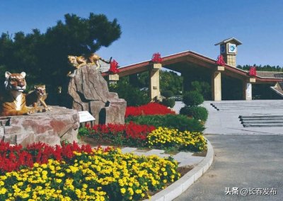 ​走进长春！120个网红打卡地之东北虎园