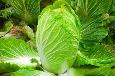 ​处暑过后，这6种蔬菜可以种植，生育期短，10月收获，菜农别错过