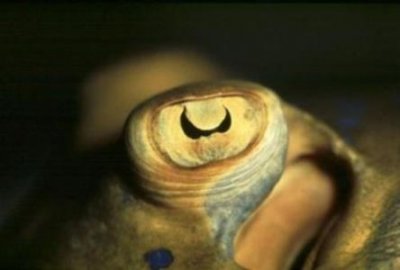 ​中国仙山！太上老君隐居地，唐太宗赐亲笔金匾，万人朝拜的老君山