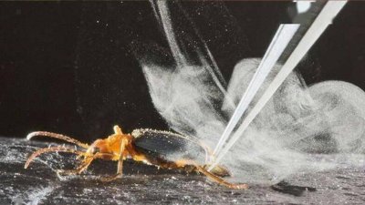 ​屁股可喷出极高温度的气体，瞬间烧伤敌人，可怕的射炮步甲