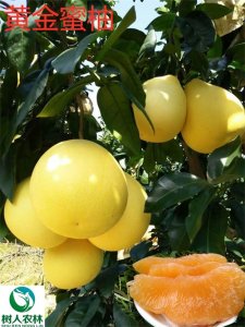 ​黄金蜜柚——成熟期最早的柚子