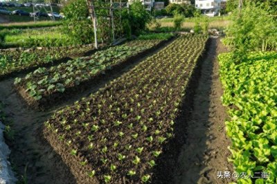 ​10个种菜小技巧，让你成为菜农大师！