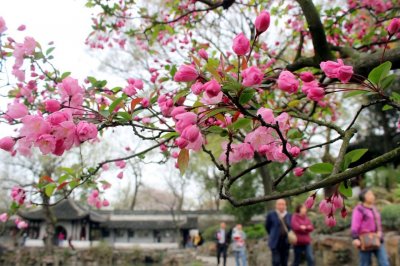 ​海棠花开，情思总理