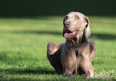 ​善于狩猎的威玛猎犬，你了解多少呢？