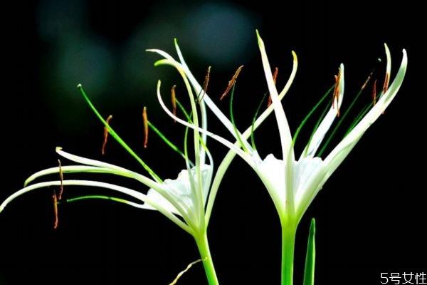 水鬼蕉是一种什么植物呢 水鬼蕉的作用有什么呢