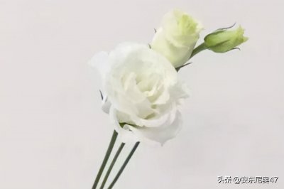 ​洋桔梗的花语代表什么（洋桔梗花的花语和传说，寓意忠贞永恒的爱)