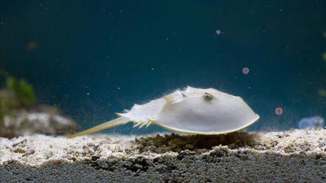 一只鲎产多少血液（鲎的蓝色血液到底有何用）(5)