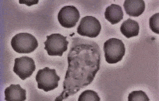 一只鲎产多少血液（鲎的蓝色血液到底有何用）(6)