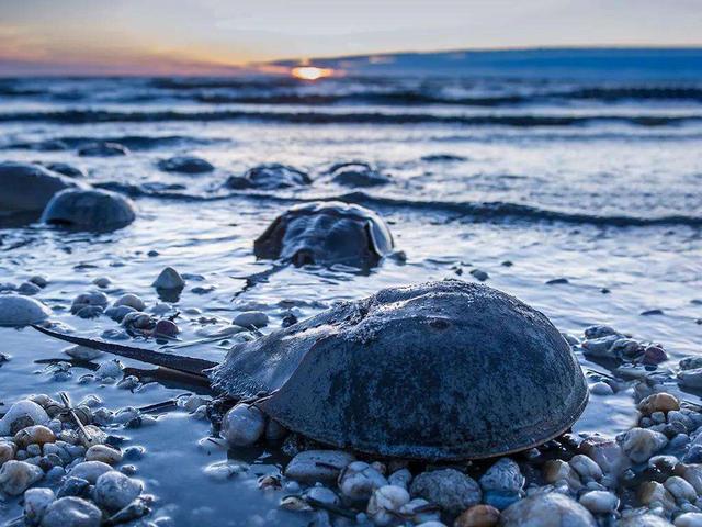 一只鲎产多少血液（鲎的蓝色血液到底有何用）(4)