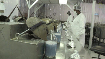 一只鲎产多少血液（鲎的蓝色血液到底有何用）(13)