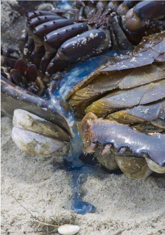 一只鲎产多少血液（鲎的蓝色血液到底有何用）(3)