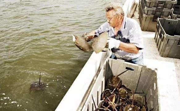 一只鲎产多少血液（鲎的蓝色血液到底有何用）(12)