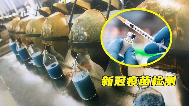 一只鲎产多少血液（鲎的蓝色血液到底有何用）(11)