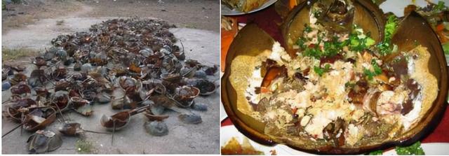 一只鲎产多少血液（鲎的蓝色血液到底有何用）(14)