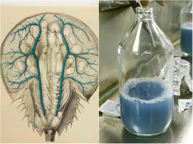 一只鲎产多少血液（鲎的蓝色血液到底有何用）(1)