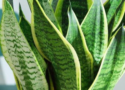 ​虎皮兰放卧室风水禁忌（虎皮兰适合放什么位置）