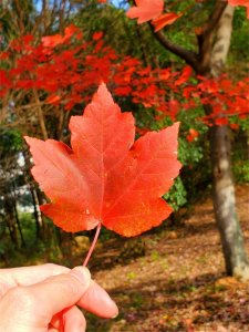 ​连武汉人都不知道的赏枫胜地—藏龙岛湿地公园