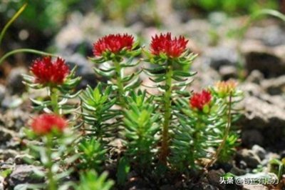 ​大花红景天，哪里的最好？