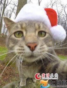 ​猫咪Manny自拍照合集 Manny主人是谁受关注