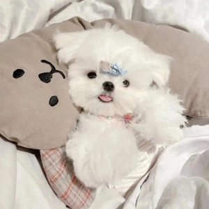 ​微信头像 超可爱～