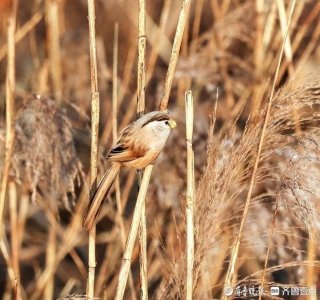 ​中国特有珍稀鸟类“震旦鸦雀”在济南