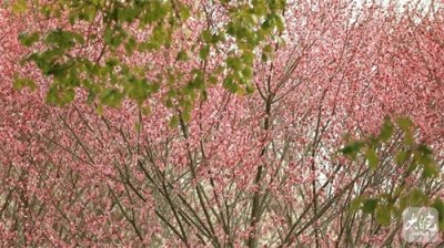 ​赏春好去处！安徽歙县练江牧场梅花盛开正当时