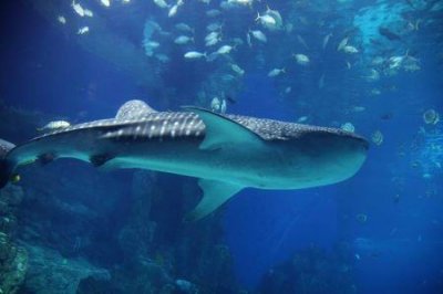 ​最全攻略爱尔兰景点游记 带你畅游绿岛仙境