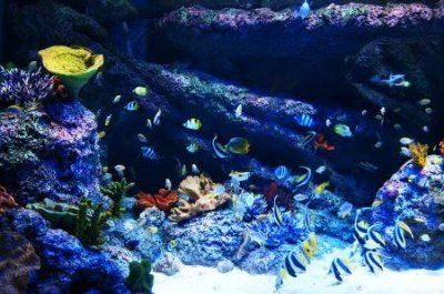 ​天目山旅游攻略天目山深度游，探秘奇怪自然风光