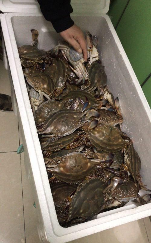 梭子蟹蒸熟了冷冻的能吃吗