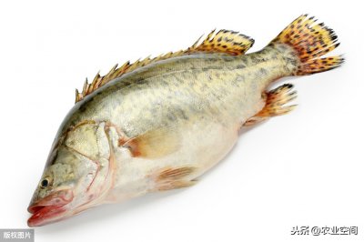 ​养殖的鳜鱼吃什么食物（鳜鱼的人工繁殖和培育方法）
