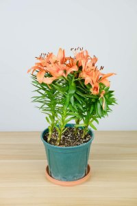 ​百合有什么功效，百合怎么吃