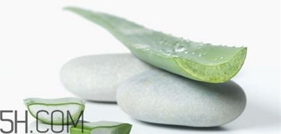 怀孕可以用芦荟胶吗？天天使用芦荟胶的方法