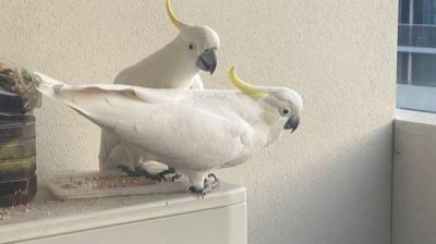 ​澳洲鸟友：葵花鹦鹉还用买？阳台后院撒一把瓜子，引一群葵花鹦鹉