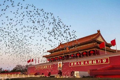 ​国庆节的天安门广场和平鸽翱翔，你知道和平鸽的来历吗？